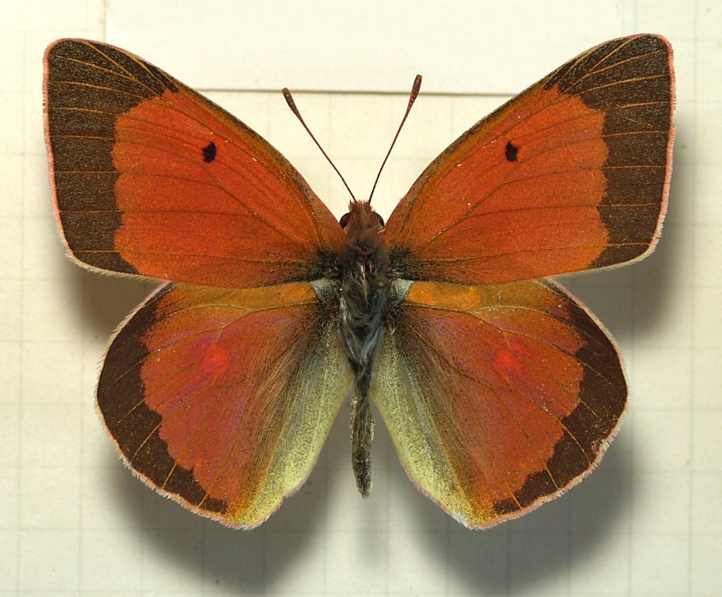 Желтушка Аврорина COLIAS aurorina
