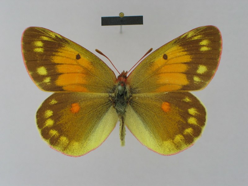 COLIAS viluiensis