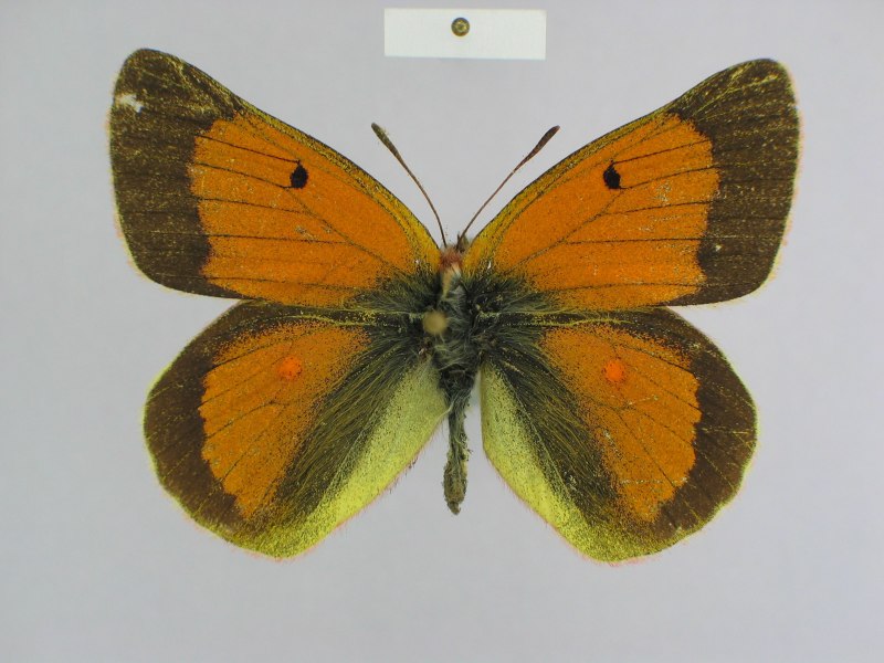 Желтушка Аврорина COLIAS aurorina