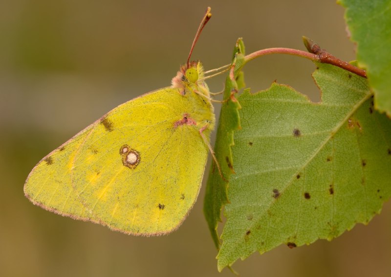 COLIAS myrmidone - желтушка ракитниковая