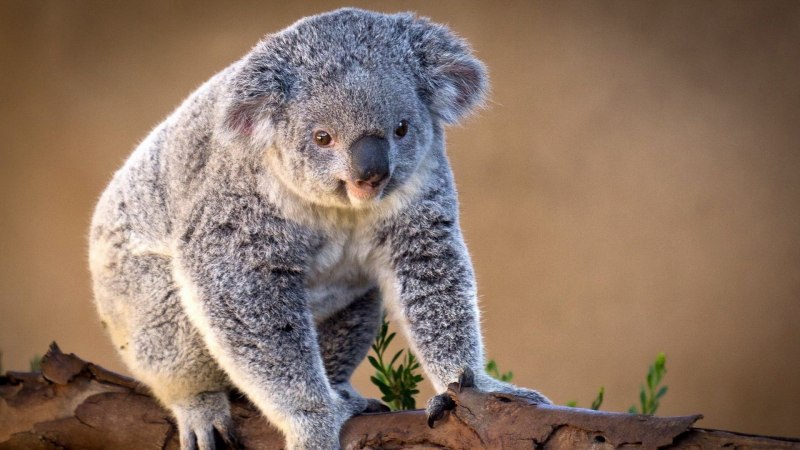 Коала сумчатое