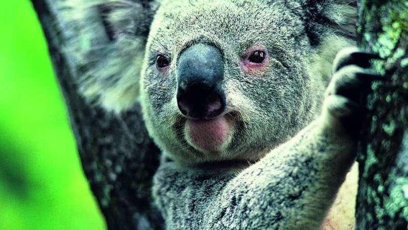 Коала представитель семейства коаловых