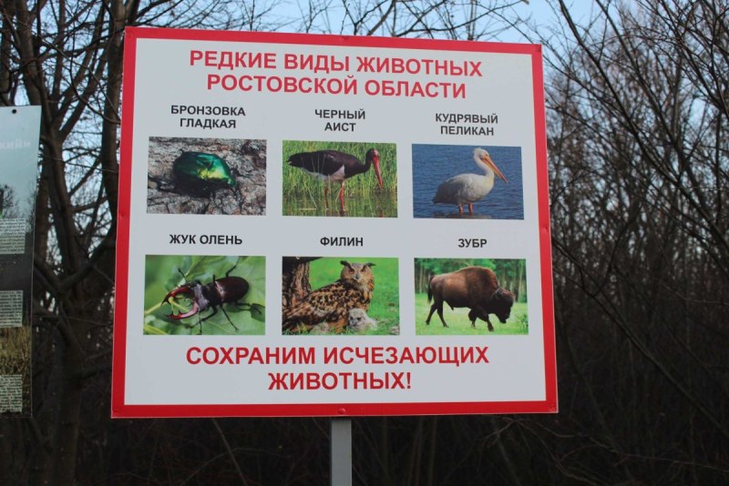 Дикие животные Ростовской области