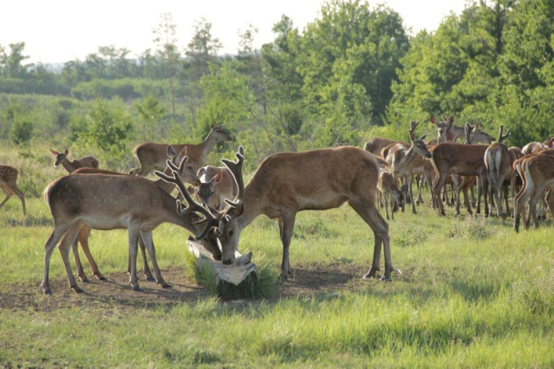 Александровский лес Азовский район