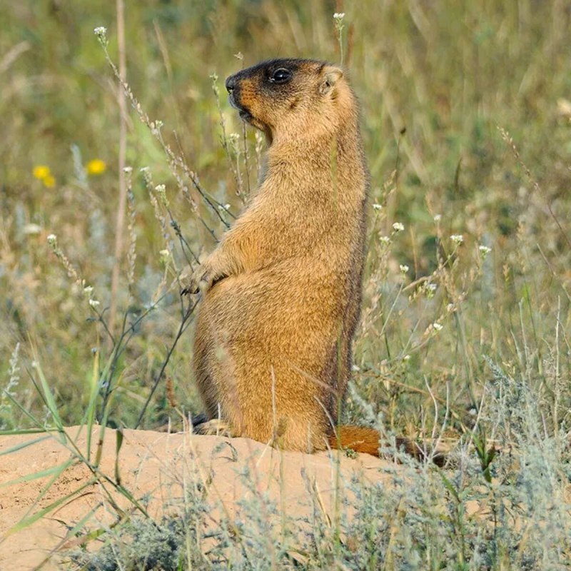 Сурок Степной, Байбак (Marmota Bobak)