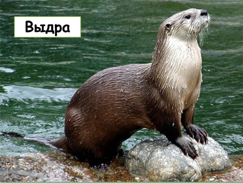 Байкальская выдра