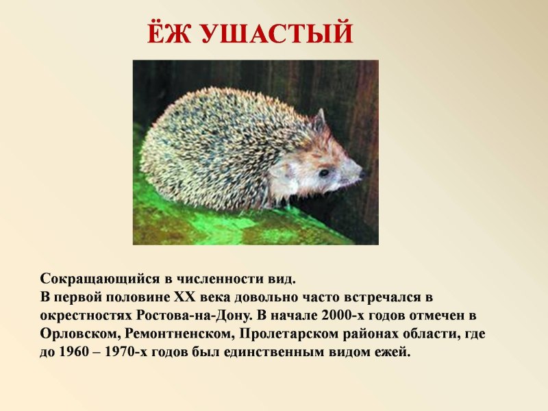 Животное из красной книги в Ростовской области