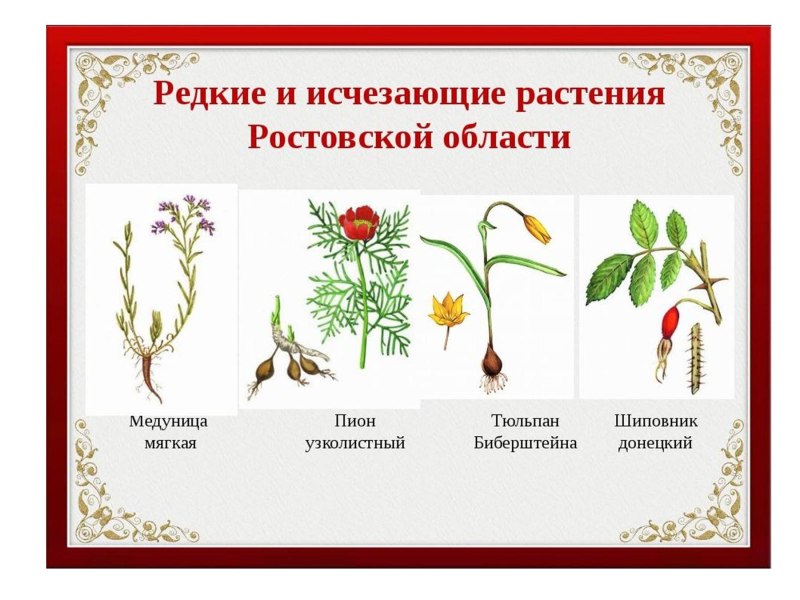 Исчезающие растения Ростовской области