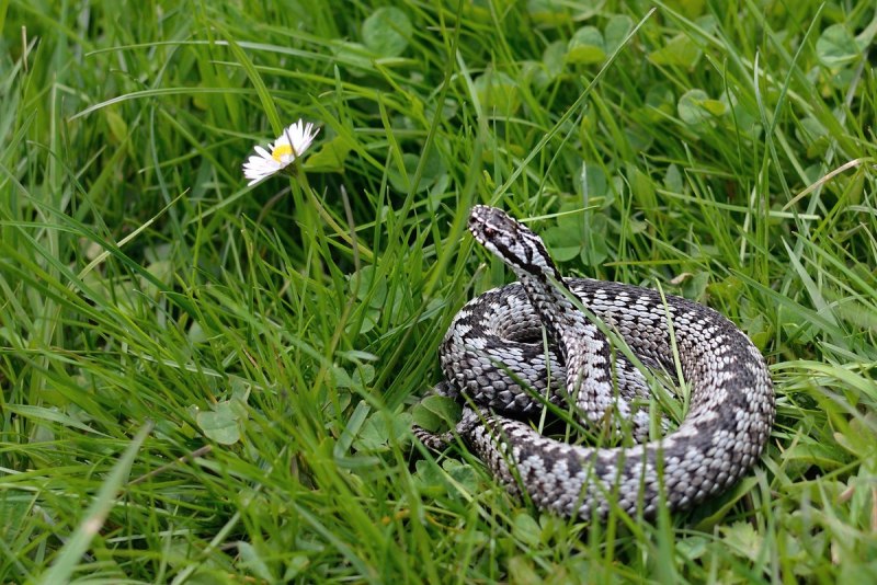 Обыкновенная гадюка (Vipera berus)