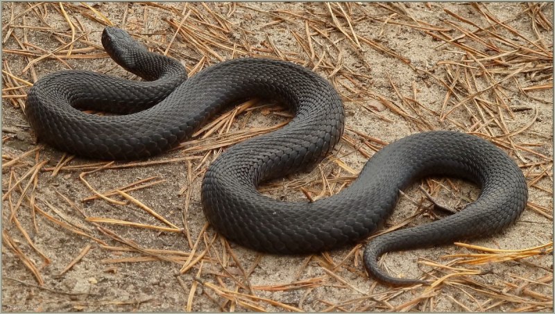 Гадюка Никольского (Vipera nikolskii)