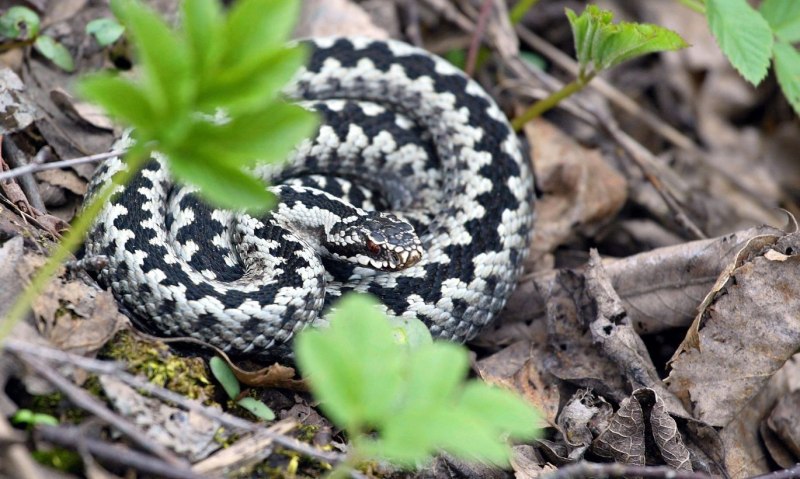 Обыкновенная гадюка (Vipera berus)