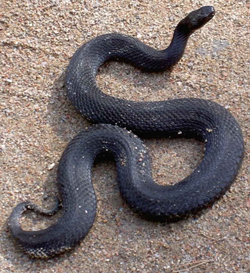 Гадюка Никольского (Vipera nikolskii)