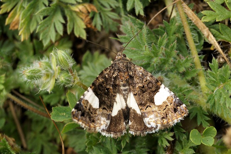 Tyta luctuosa - the four-spotted - пятнистая совка тёмная