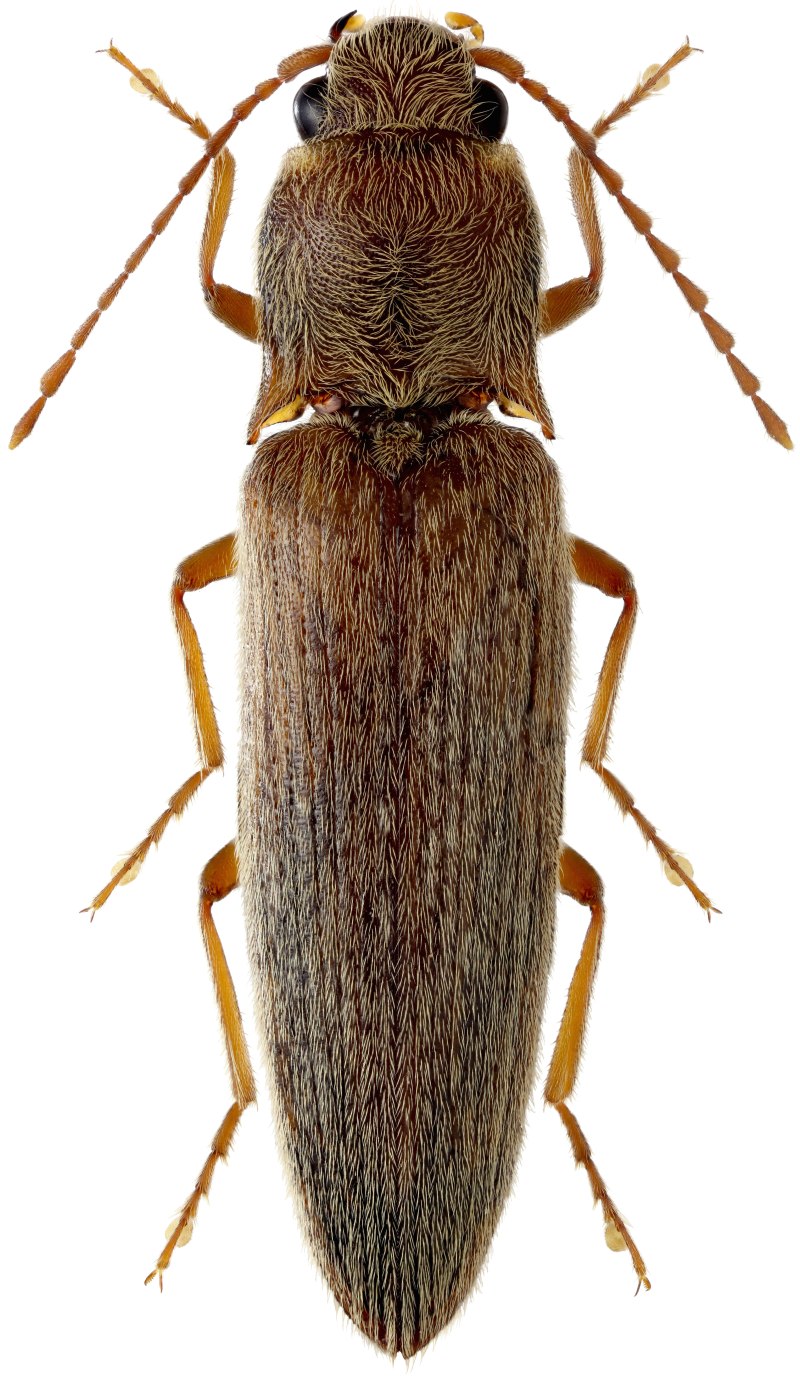 Vitreoscilla filiformis лизат купить