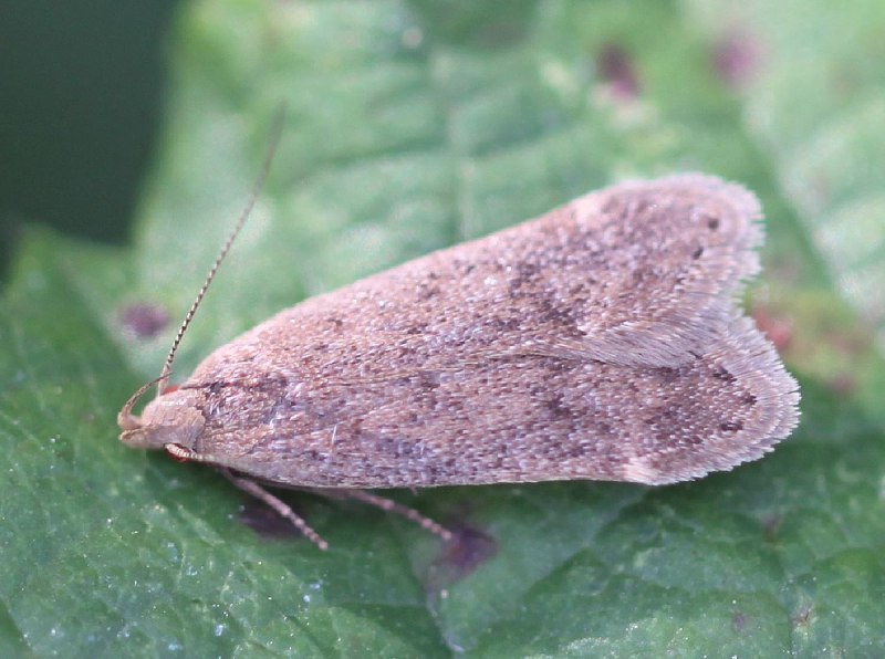 Anacampsis blattariella
