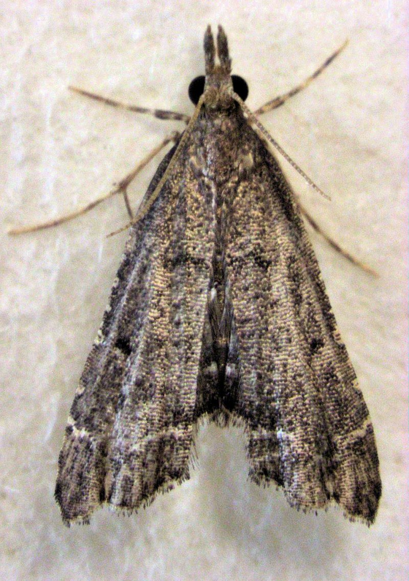 Crambidae