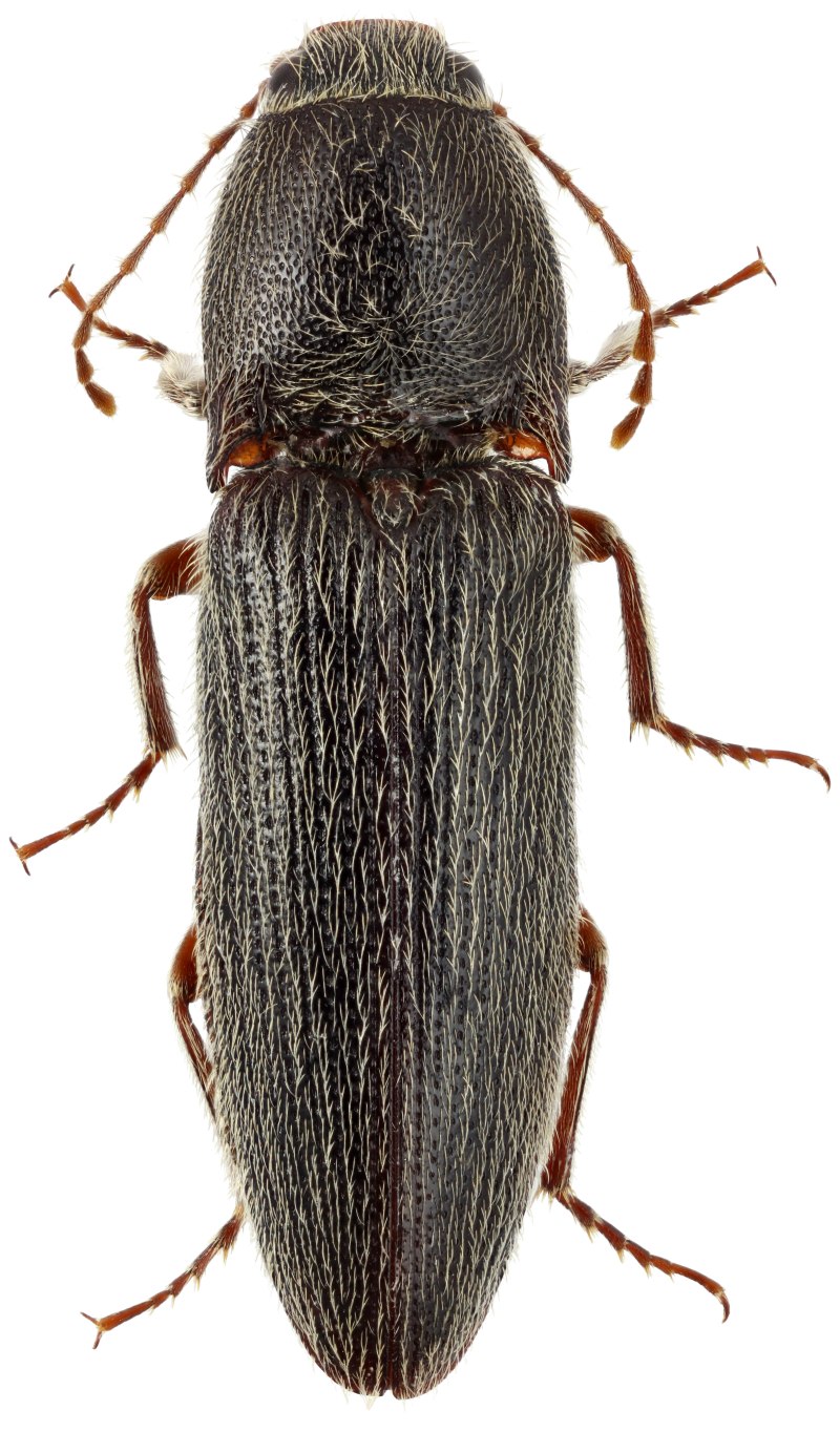 Neoclytus acuminatus
