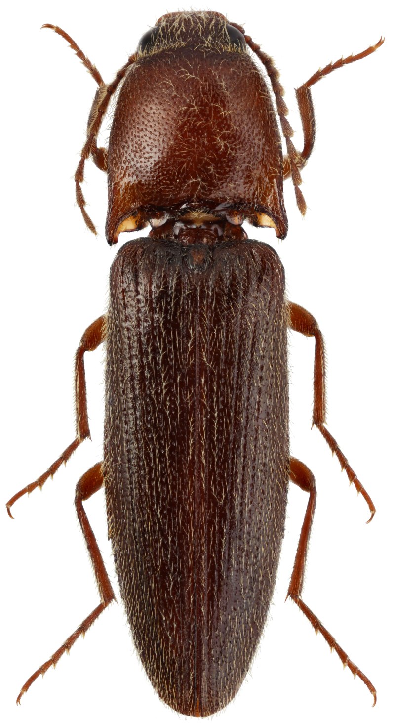 Щелкун красно-бурый melanotus fusciceps личинка