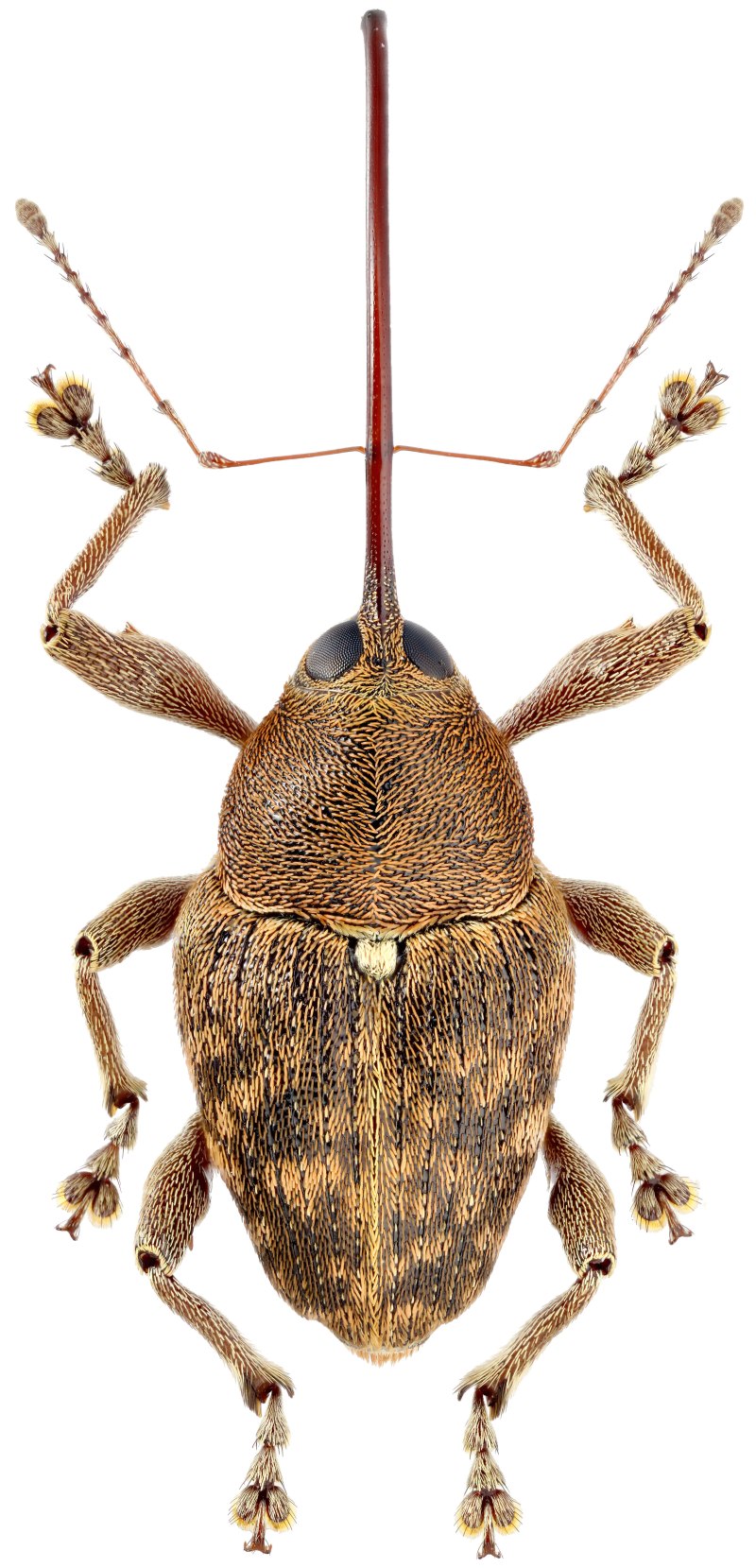 Curculio Elephas