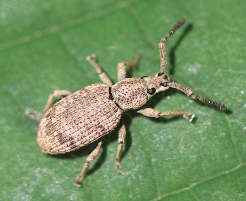 Жук, Epicauta hirticornis