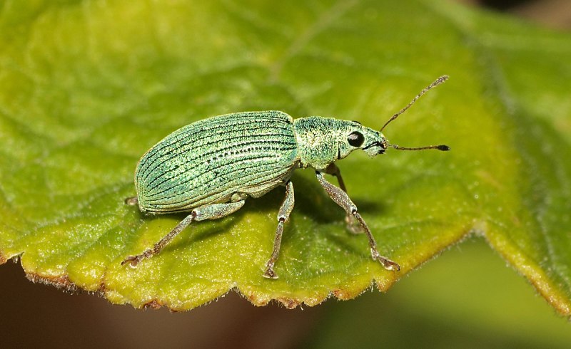 Polydrusus formosus
