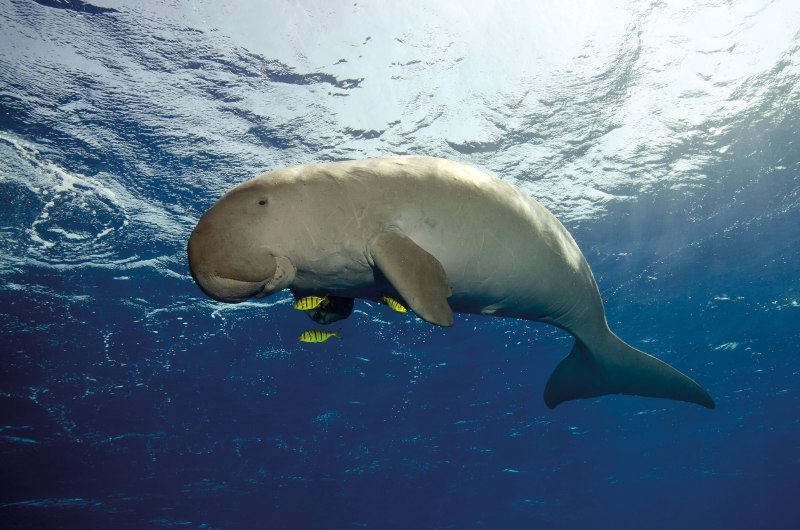 Дюгонь Ламантин морская корова