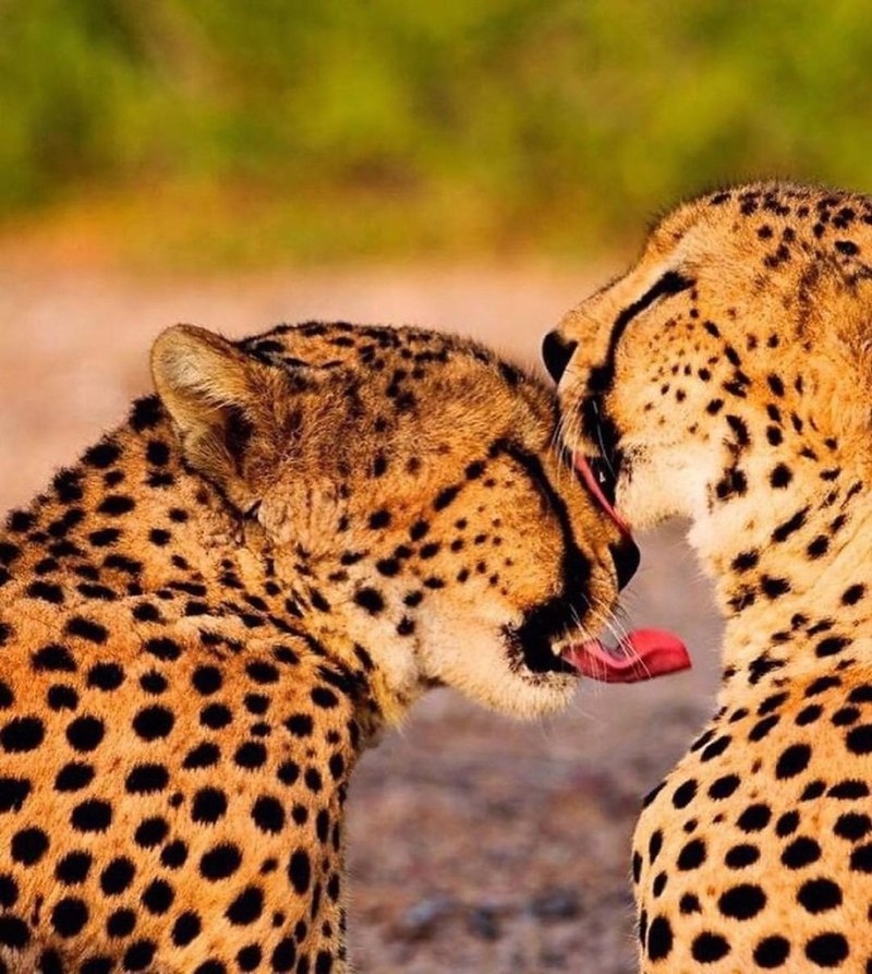 Sir bani yas is