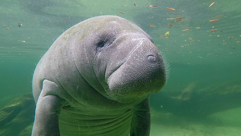 Морская корова Дюгонь Ламантин Стеллерова корова