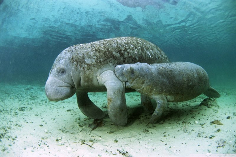 Дюгонь морская корова