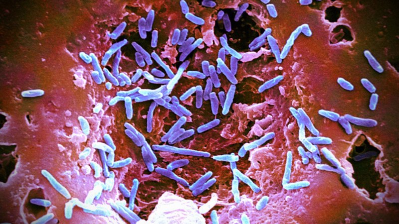 Mycobacterium Bovis микробиология