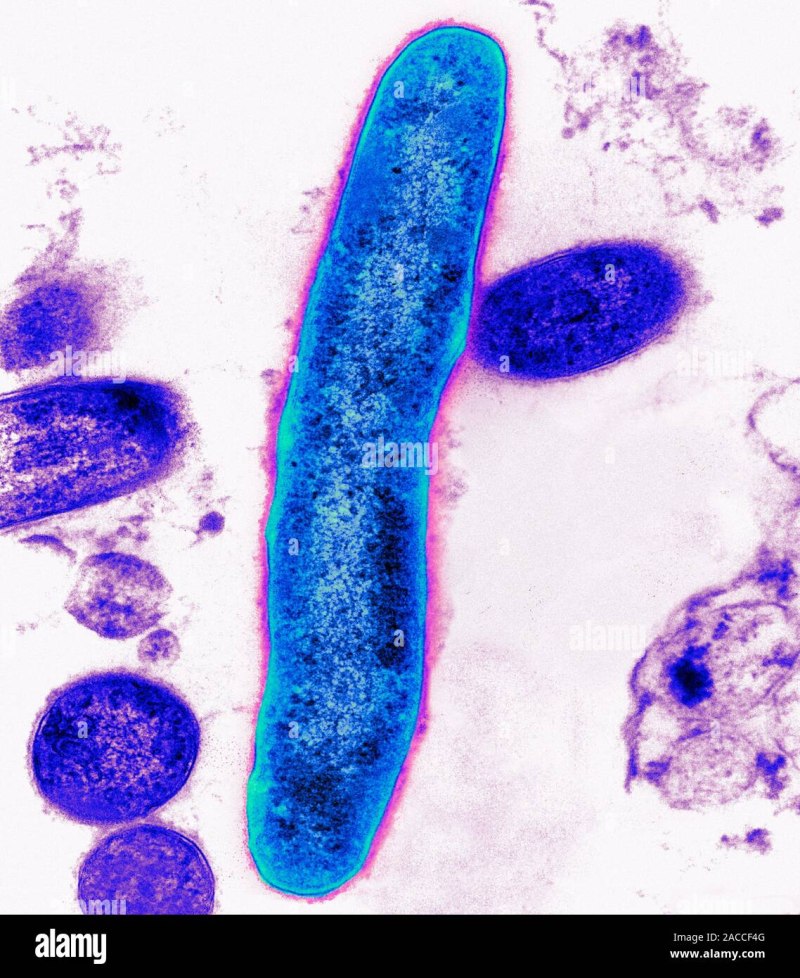 Лепра возбудитель Mycobacterium leprae