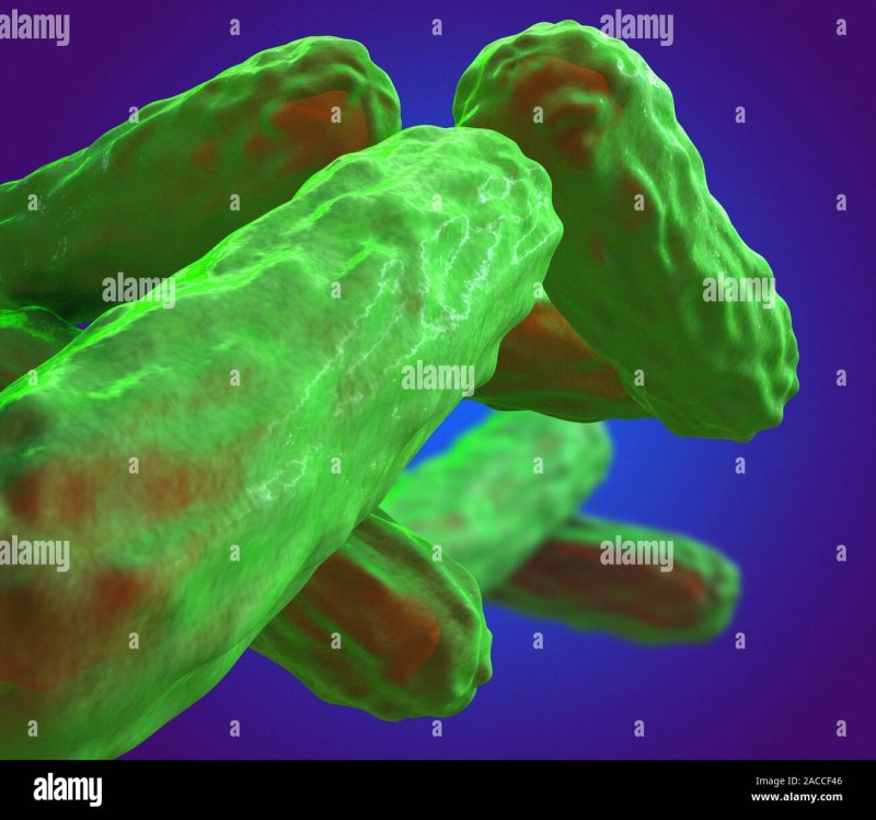 Палочка Коха (Mycobacterium tuberculosis)