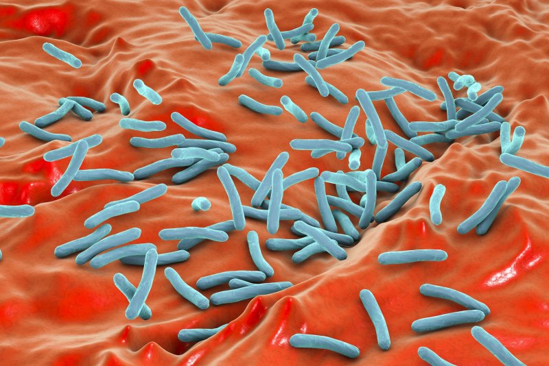 Палочка Коха (Mycobacterium tuberculosis)