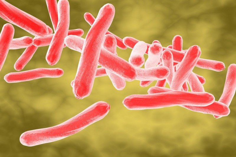 Mycobacterium paratuberculosis животных