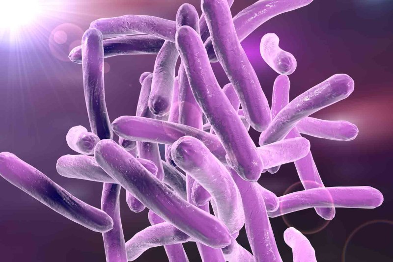 Бактерия Mycobacterium tuberculosis
