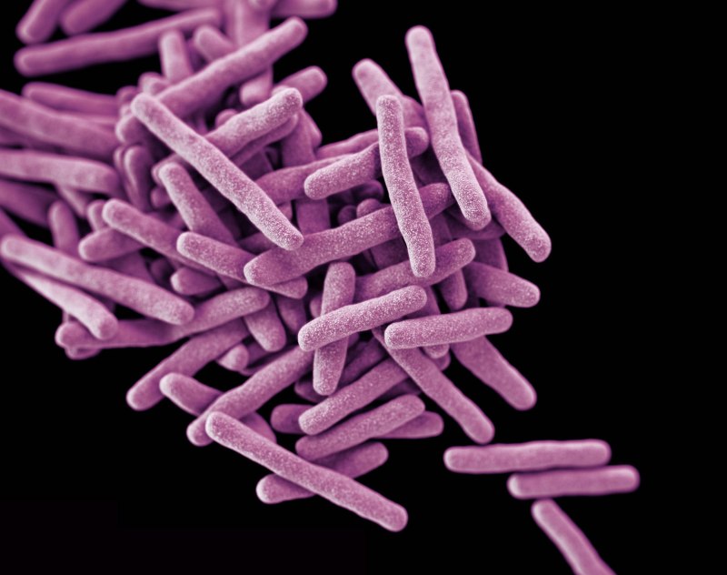 Палочка Коха (Mycobacterium tuberculosis)
