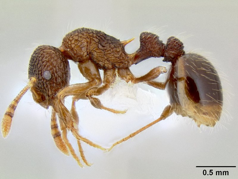 Oxyopomyrmex