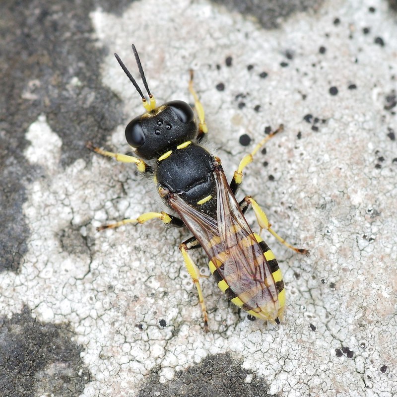Ectemnius spinipes