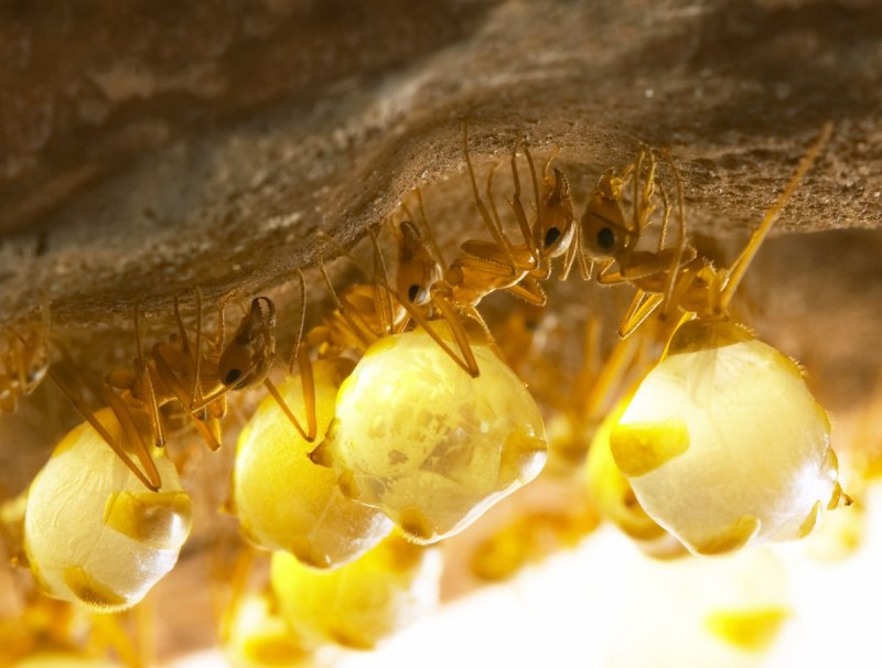 Муравьи Myrmecocystus mexicanus
