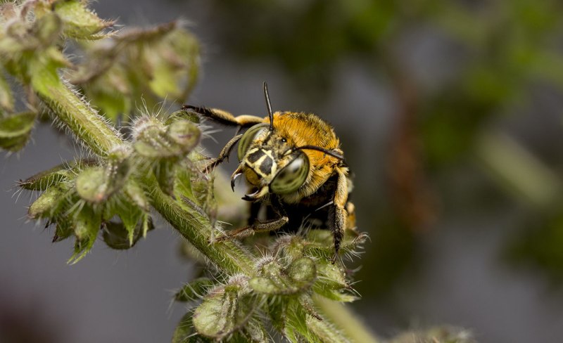 Amegilla cingulata