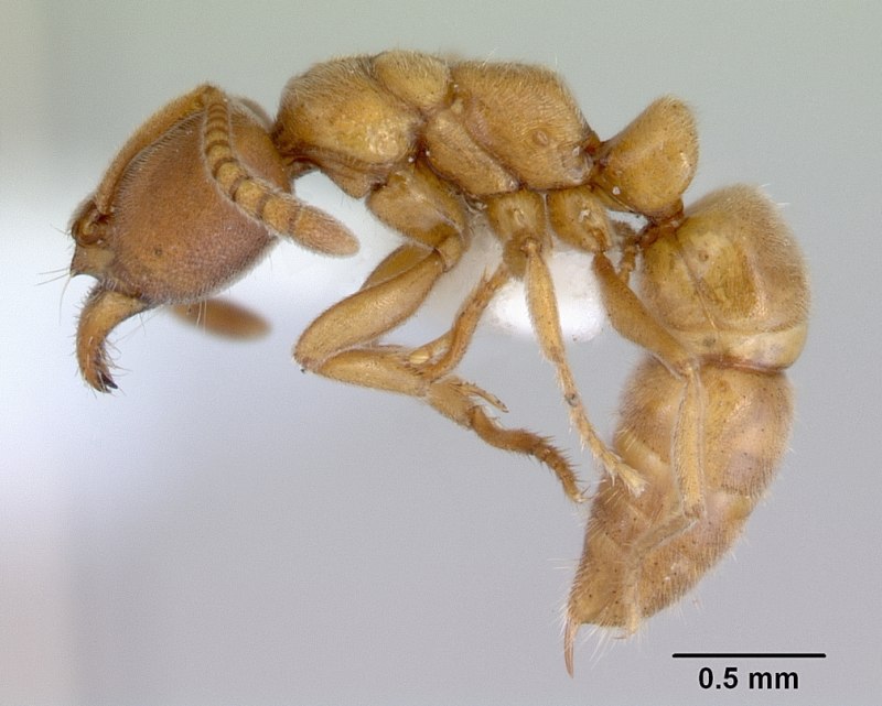 Homonota darwinii