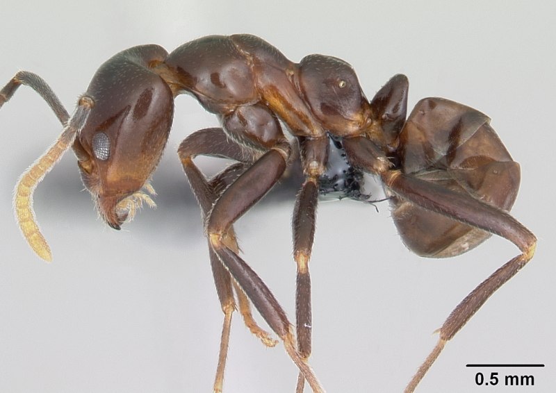 Hoplocerambyx nitidus