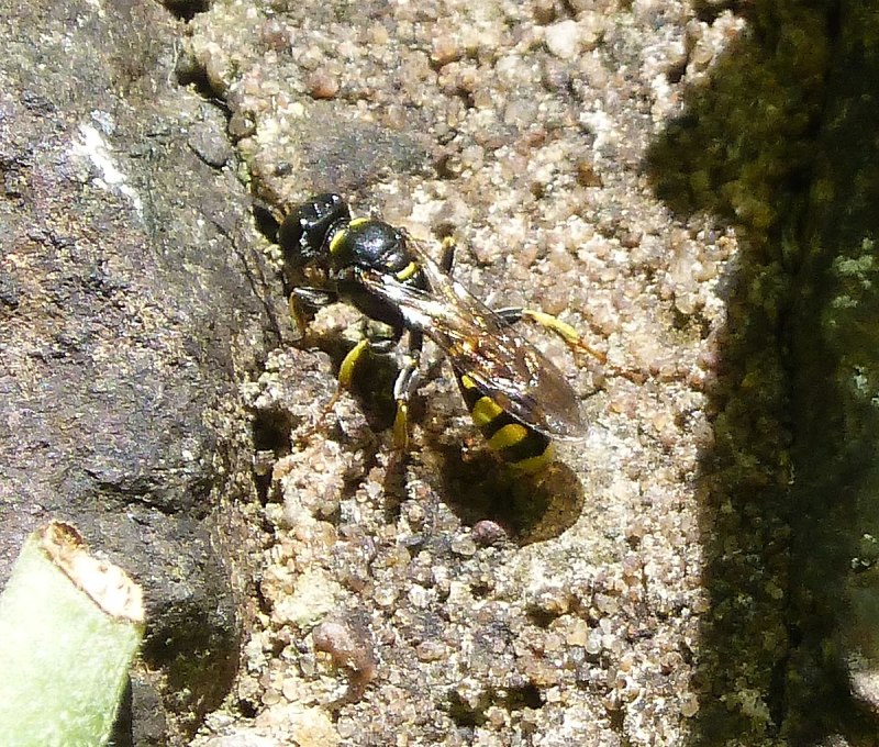 Crabronidae