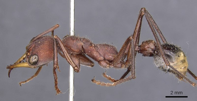 Myrmecia Midas