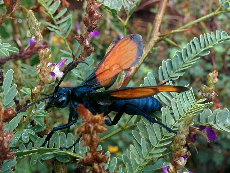 Pepsis Formosa