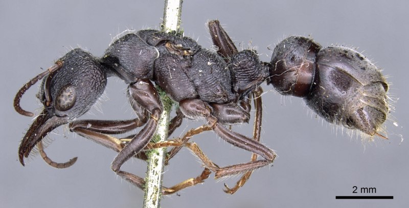 Myrmecia mandibularis