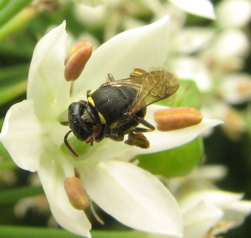 Melittidae Ceratomonia