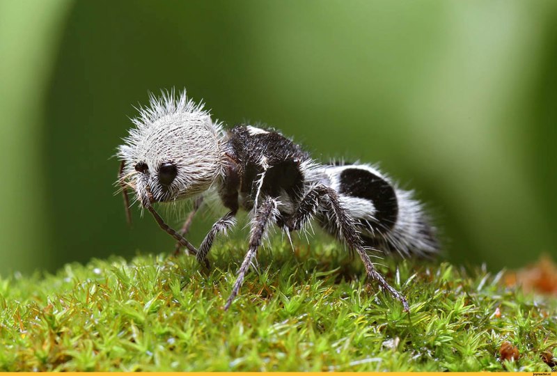Euspinolia militaris