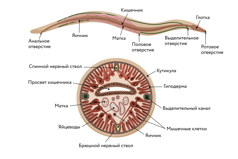 Внутреннее строение круглых червей. Круглые черви строение тела. Тип круглые черви строение. Строение круглых червей 7 класс.