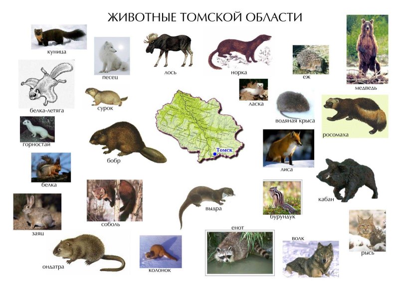 Животные красной книги Томской области